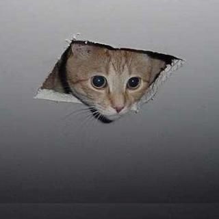 ceiling-cat.jpg