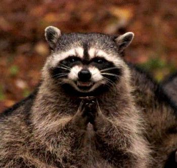 evil-plotting-raccoon.jpg