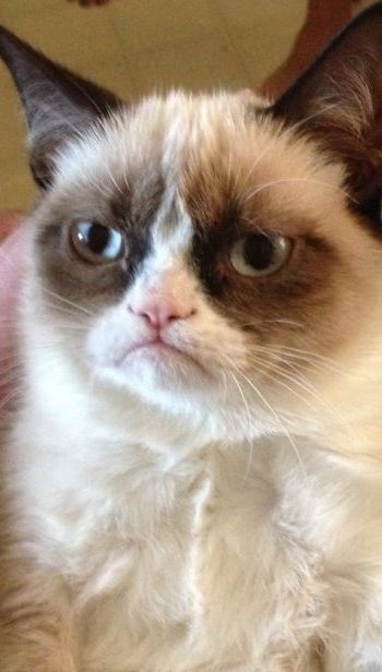 grumpy-cat.jpg