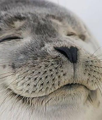 satisfied-seal.jpg