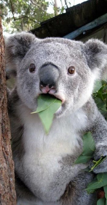 surprised-koala.jpg